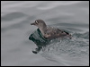 cassins_auklet_107566