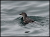 cassins_auklet_107567