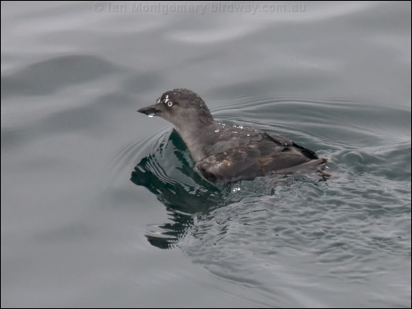 Cassin's Auklet cassins_auklet_107566.psd