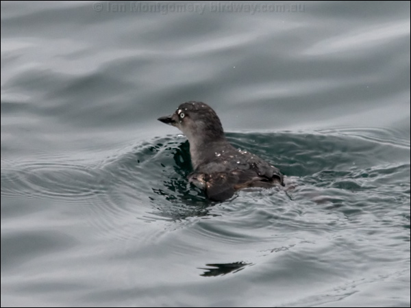 Cassin's Auklet cassins_auklet_107567.psd