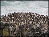 common_murre_52229