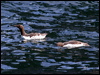 common_murre_67777