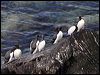 common_murre_69330