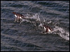 common_murre_69424