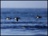 common_murre_69606