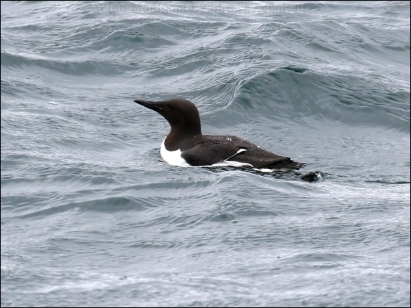 Common Murre common_murre_52149.psd