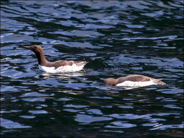 Common Murre common_murre_67777.psd
