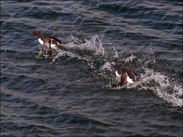 Common Murre common_murre_69424.psd