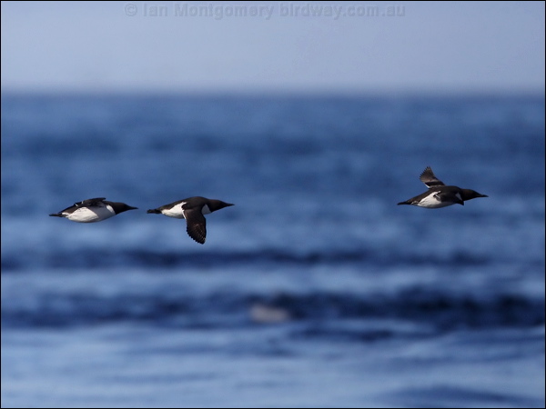 Common Murre common_murre_69606.psd