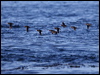 crested_auklet_69614