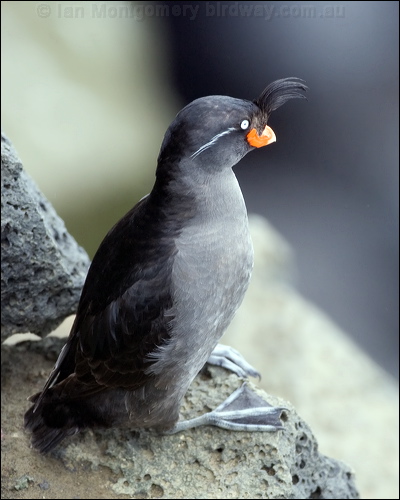 Crested Auklet crested_auklet_68398.psd