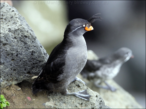 Crested Auklet crested_auklet_68411.psd