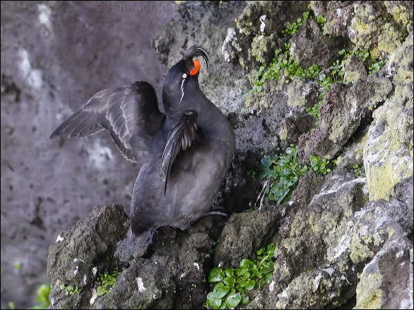 Crested Auklet crested_auklet_69413.psd