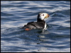 horned_puffin_67799