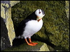 horned_puffin_68458