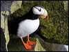 Click here to enter gallery and see photos of: Common, Thick-billed Murre/Guillemot; Black Guillemot; Razorbill; Ancient Murrelet; Parakeet, Crested and Least Auklet; Atlantic, Horned and Tufted Puffin
