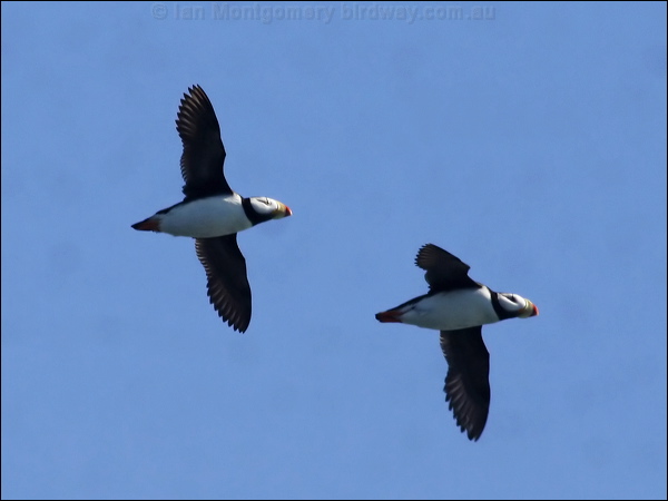 Horned Puffin horned_puffin_67626.jpg