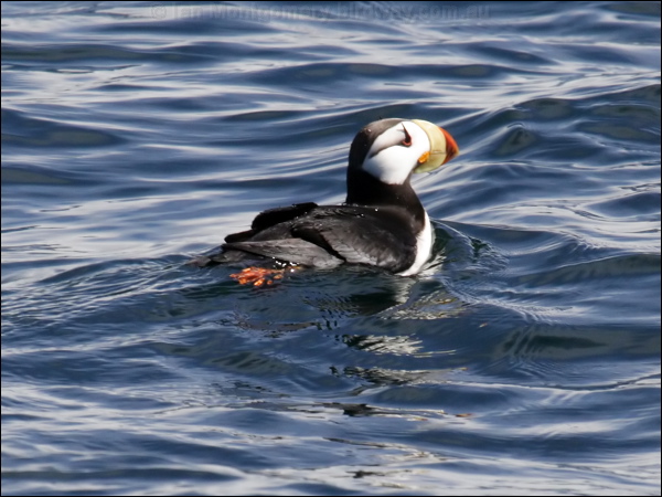 Horned Puffin horned_puffin_67799.jpg