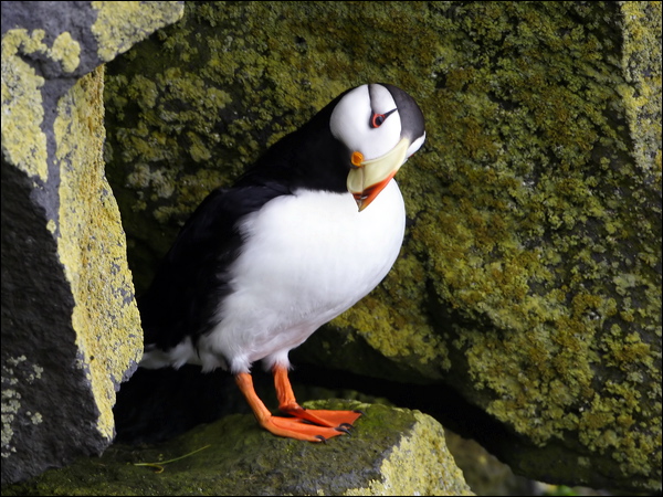 Horned Puffin horned_puffin_68458.jpg