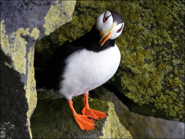 Horned Puffin horned_puffin_68470.jpg