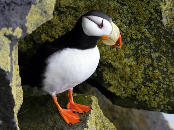 Horned Puffin horned_puffin_68473.jpg