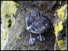 least_aucklet_68188