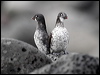 least_aucklet_68349