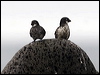 least_aucklet_69037