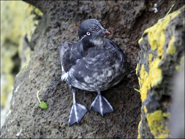 Least Auklet least_aucklet_68186.jpg