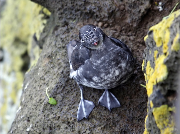 Least Auklet least_aucklet_68188.jpg