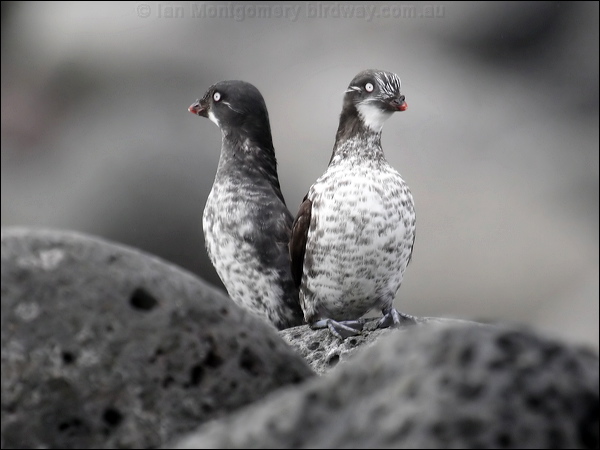 Least Auklet least_aucklet_68349.jpg