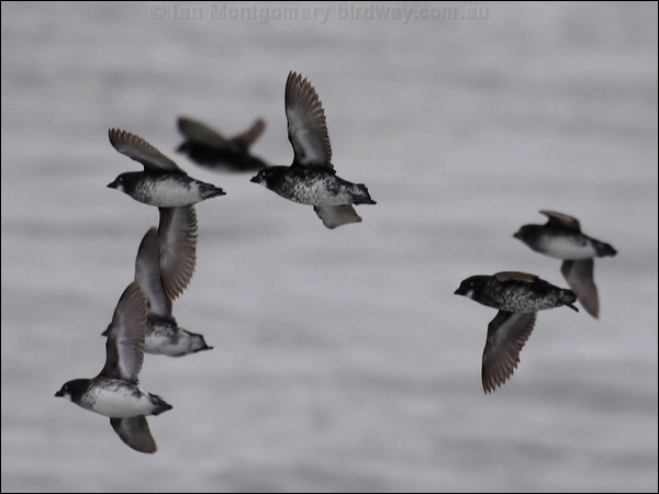 Least Auklet least_aucklet_68355.jpg
