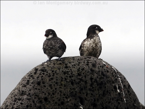 Least Auklet least_aucklet_69037.jpg