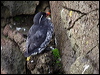 parakeet_auklet_68120