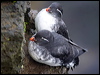 parakeet_auklet_68175