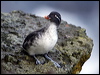 parakeet_auklet_68268