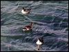 parakeet_auklet_69418