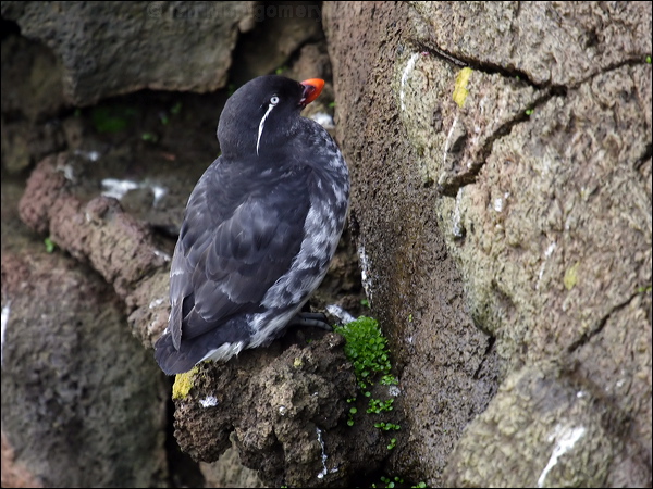 Parakeet Auklet parakeet_auklet_68120.jpg