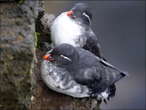 Parakeet Auklet parakeet_auklet_68175.jpg