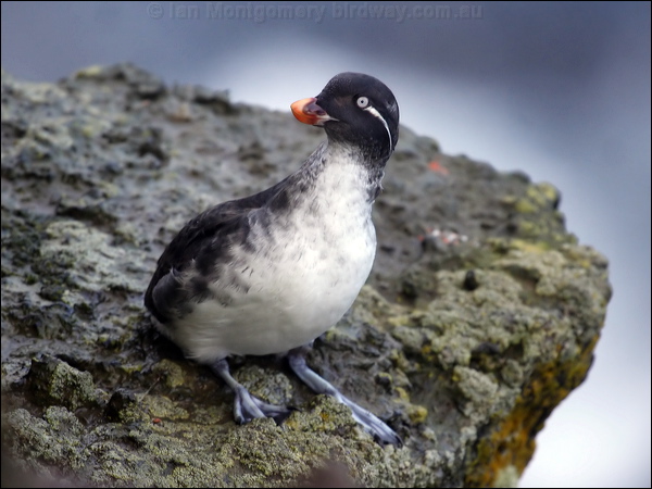 Parakeet Auklet parakeet_auklet_68268.jpg