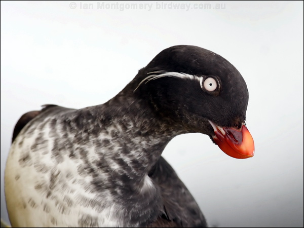 Parakeet Auklet parakeet_auklet_68491.jpg