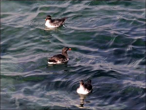 Parakeet Auklet parakeet_auklet_69418.jpg