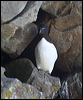 razorbill_51868
