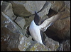 razorbill_51875
