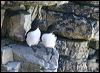 razorbill_51923