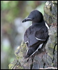 razorbill_52213