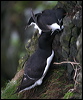 razorbill_52219