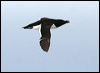 razorbill_52294
