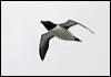 razorbill_52334