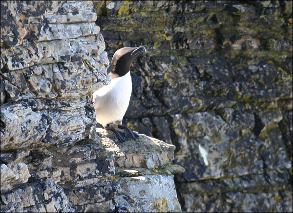 Razorbill razorbill_51866.psd